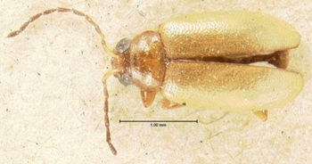 Media type: image; Entomology 18467   Aspect: habitus dorsal view
